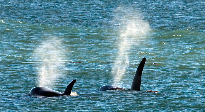 Las Orcas