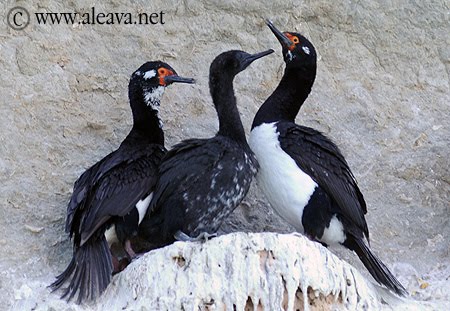 Rock Shag in Peninsula Valdes 