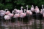 flamingo