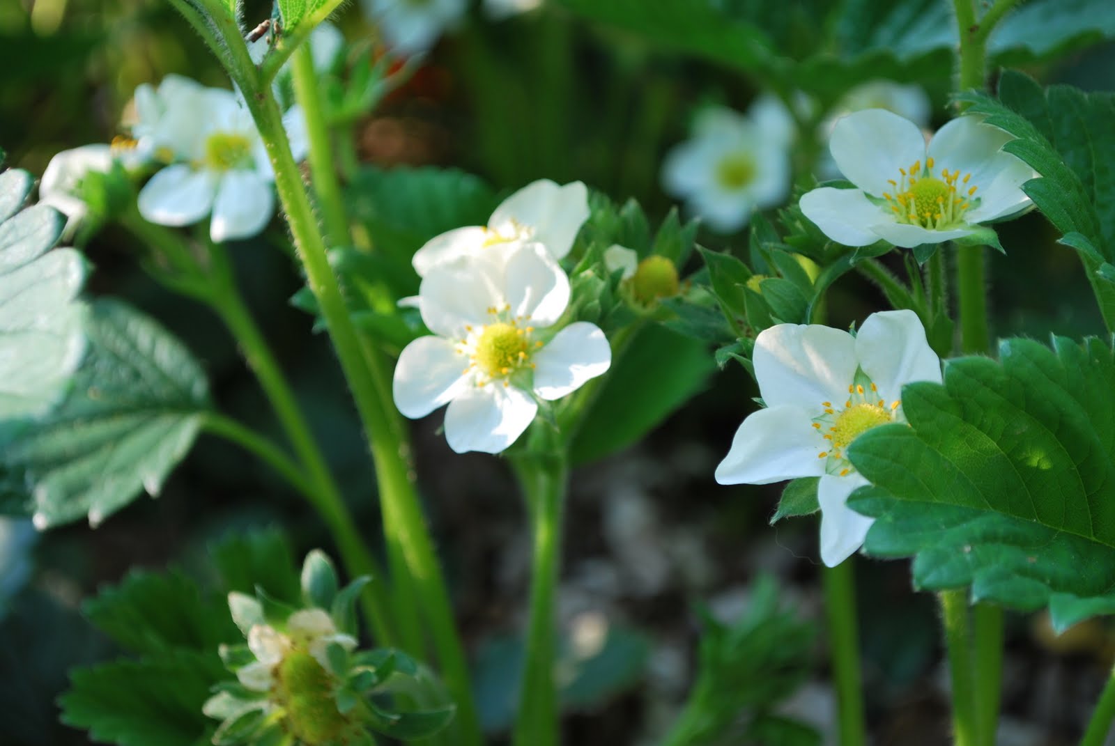 Fothergilla Blue Shadow Botanical Gardens Garden Planting