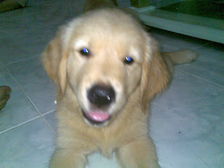 My Activity Punya Anjing