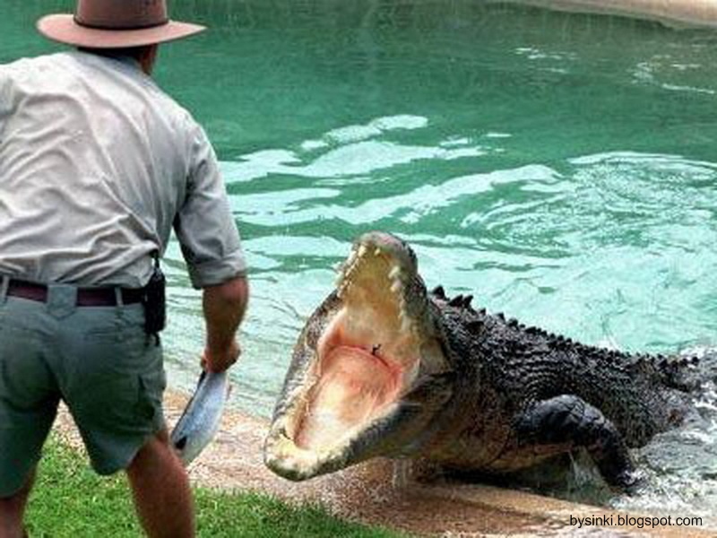 Мужчина был в шоке, когда обнаружил это в желудке крокодила