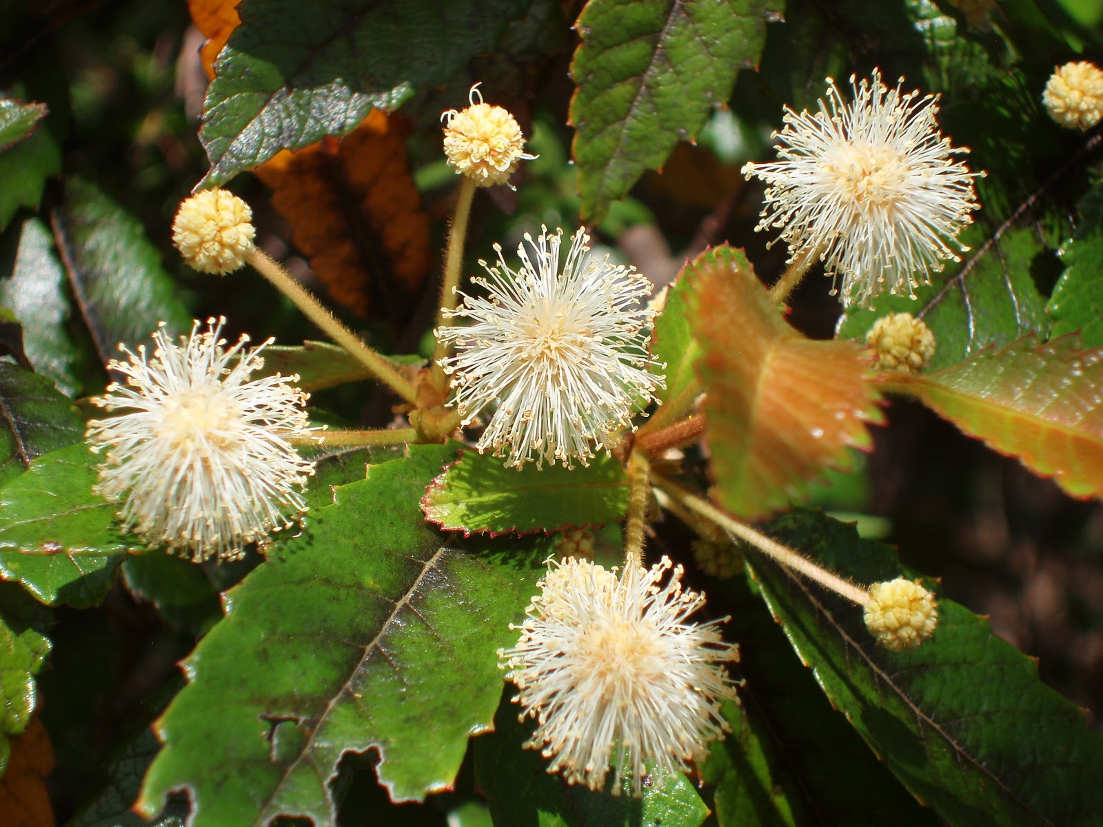Uprooted Gardener Katoomba in The Blue Mountains