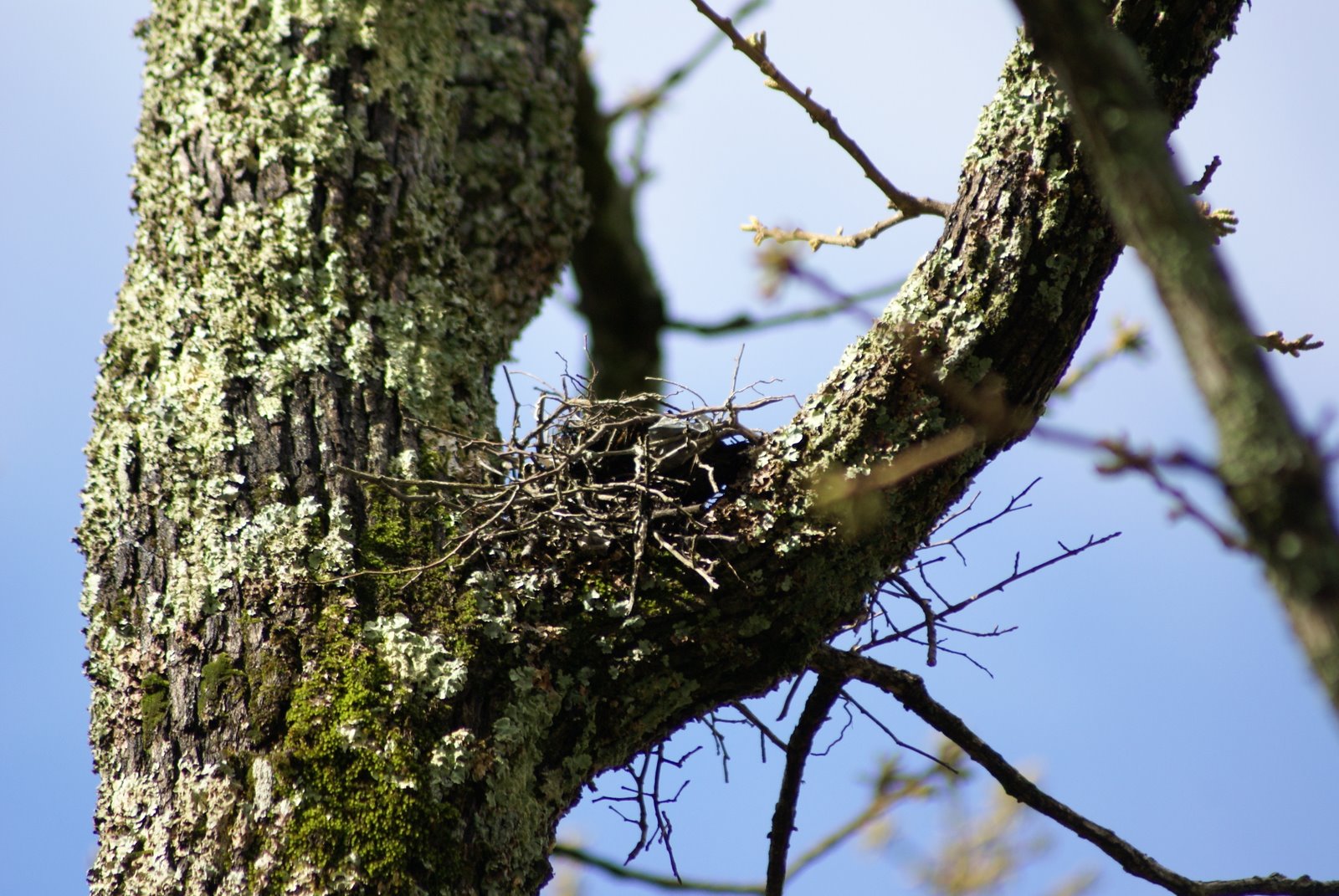 [birds+nest+in+oak+tree.JPG]