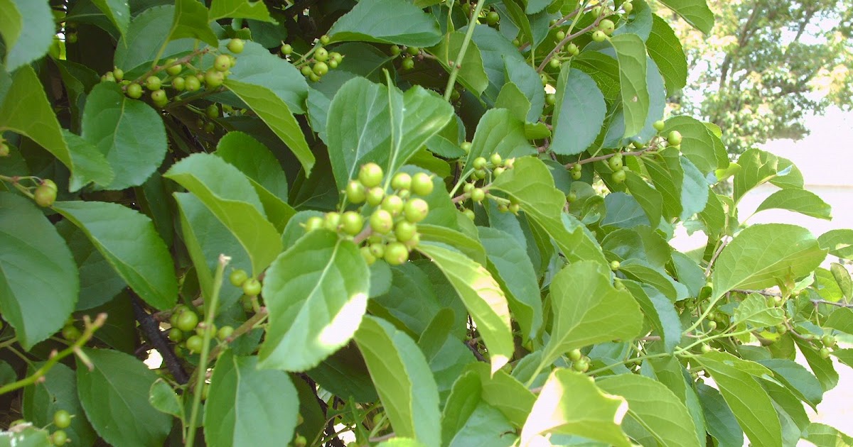 Gardening in the Zone American Bittersweet