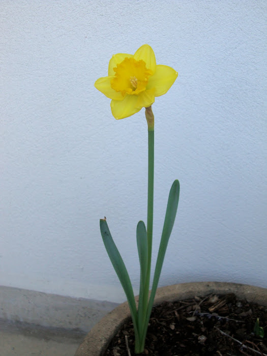 Narciso