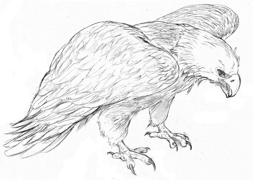 Eagle Face Drawing