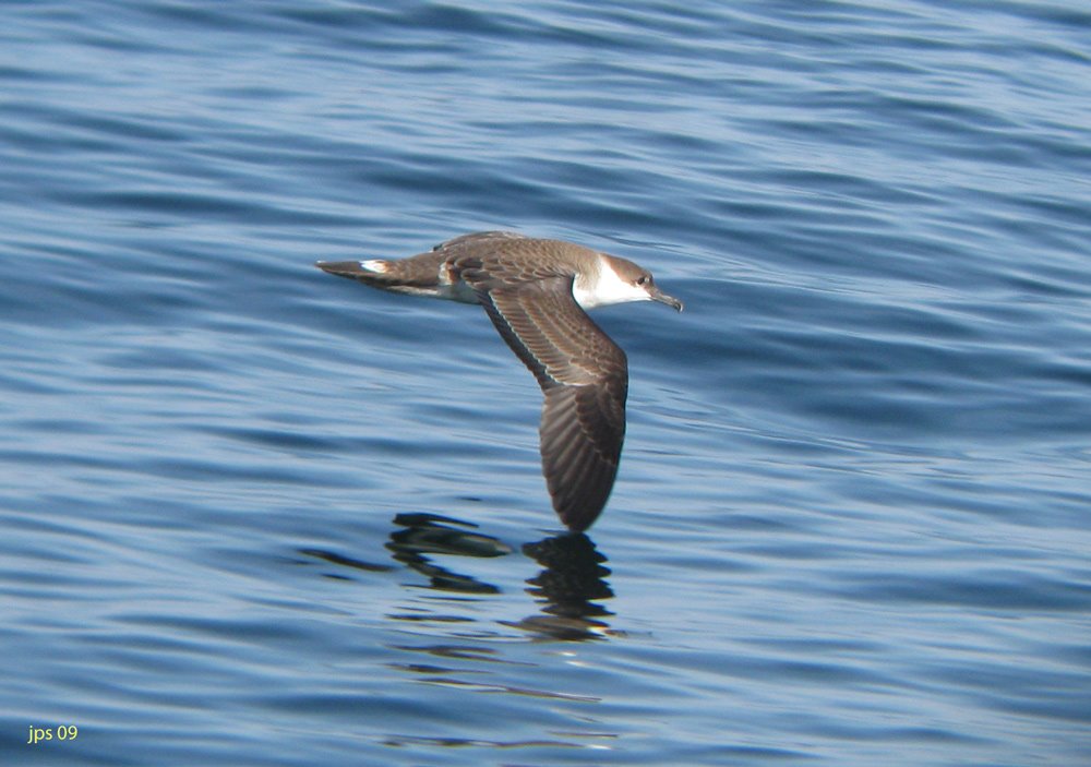 [NH_GtShearwater3_072209.jpg]