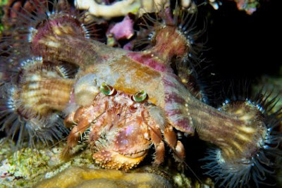 Anemone Crab