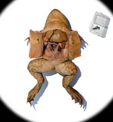Dissection Of A Frog Online