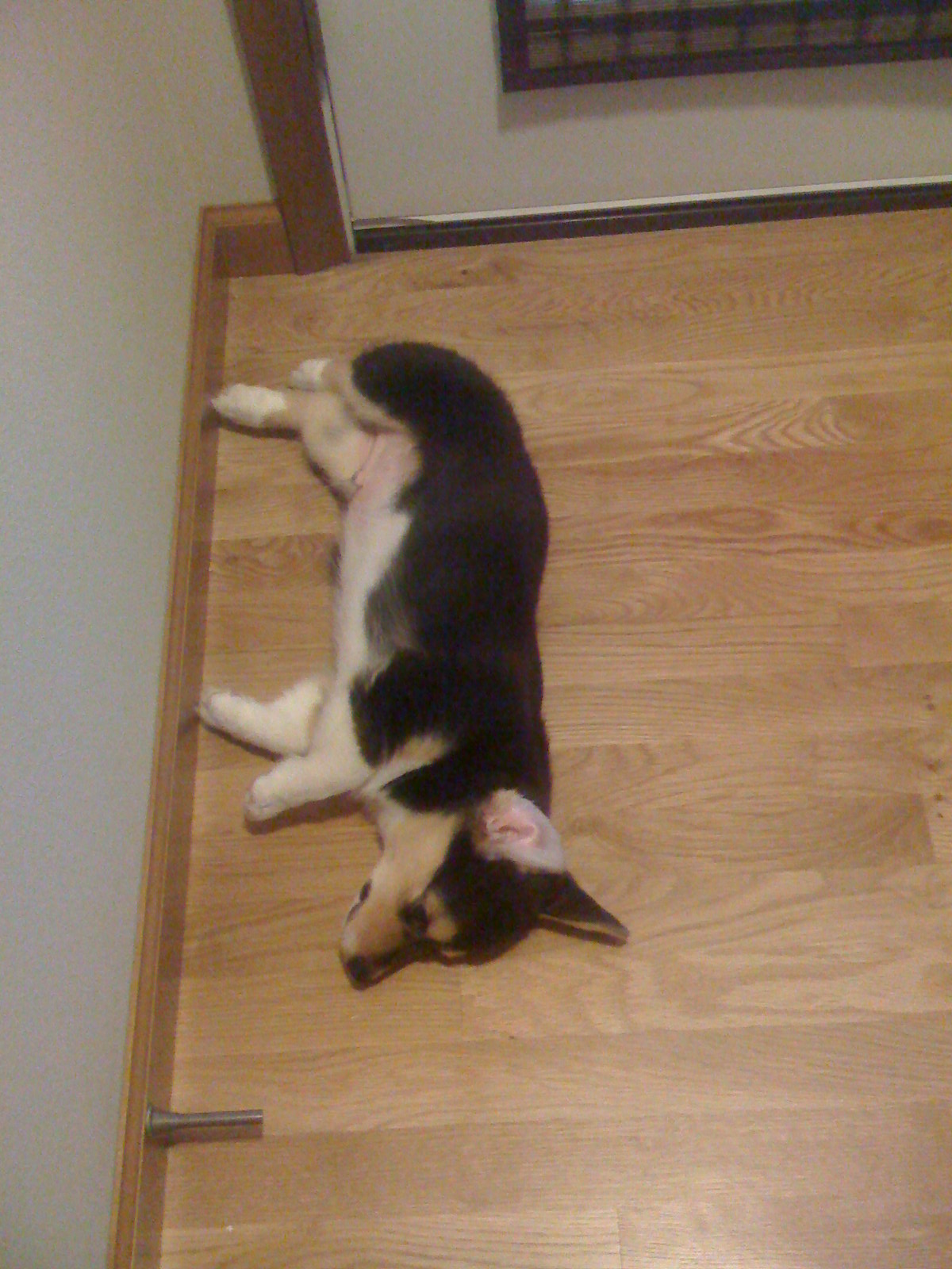 [jasperbelly3]