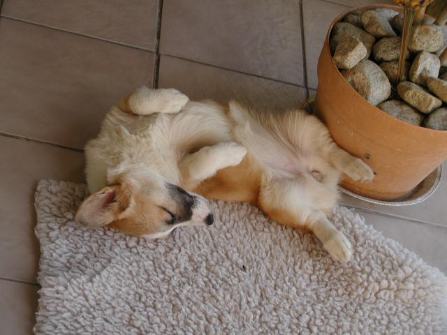 [twinkiepuppysleepbelly]