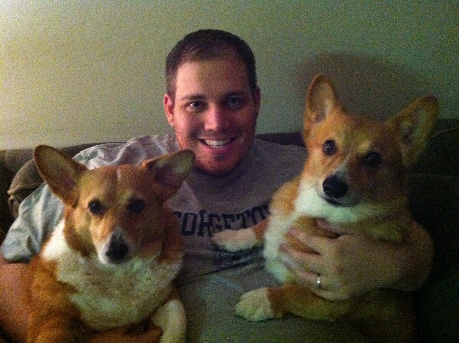 Lots Of Corgis