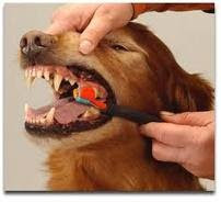 Healthy+gums+on+dogs
