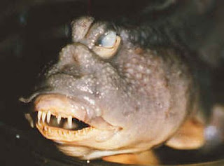Ikan Teraneh + Terunik Di Dunia