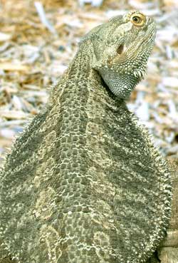 Bearded Dragon Species