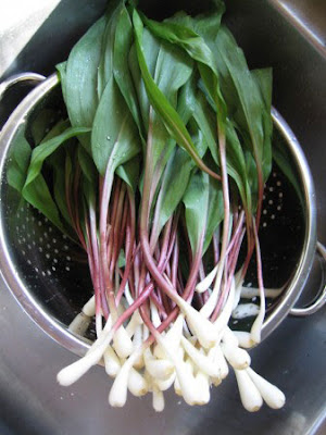 Ramps, with white scallion-like bulbs, red stems and wide green leaves