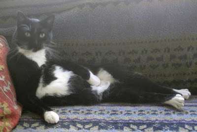 Black cat with white spotted belly reclined like a woman model in a 19th century painting