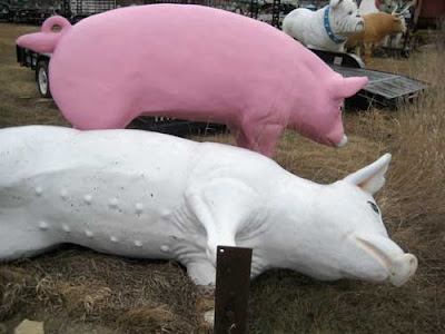 A white pig lies on its side, next to a pink pig