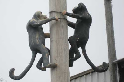Two monkeys climb a telephone pole