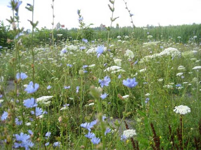 Periwinkle colored and white flowers in a field.