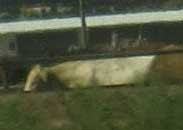 Blurry but clear photo of a white cow from part of the larger photo