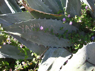 Gray-green agave leaves with names scratched into them