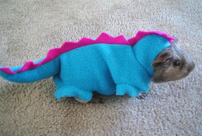 Guinea pig in a blue and pink dinosaur costume