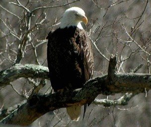 Adult Bald Eagle