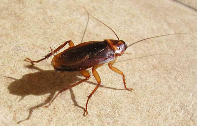 cafard.jpg