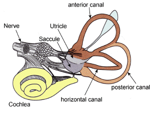 [VestibularSystem.gif]