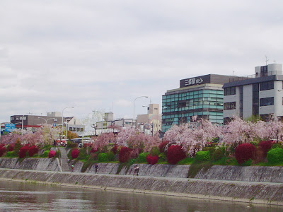 京阪三条駅近辺・鴨川の桜
