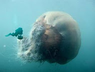 [【自然】] 难得一见！超巨型水母！