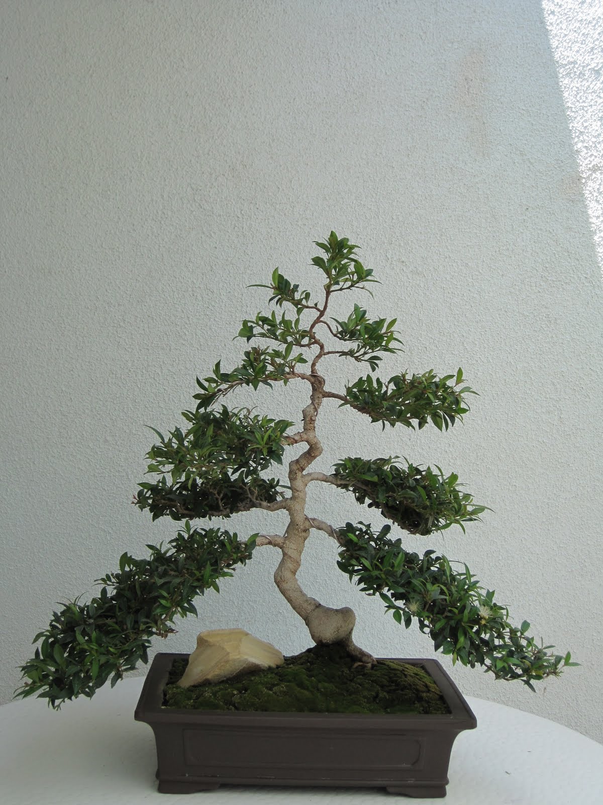 ShoChiku Bai Bonsai Club Bonsai Trees For Sale ShoChiku Bai Bonsai Club Bonsai Trees For Sale