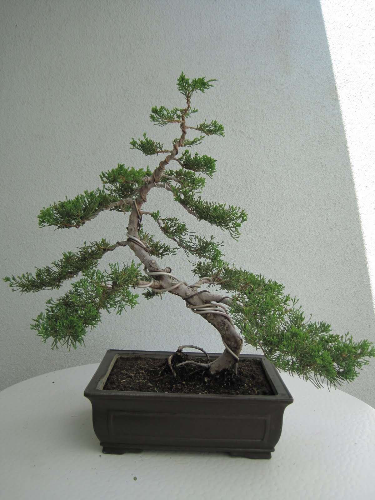 ShoChiku Bai Bonsai Club Bonsai Trees for Sale