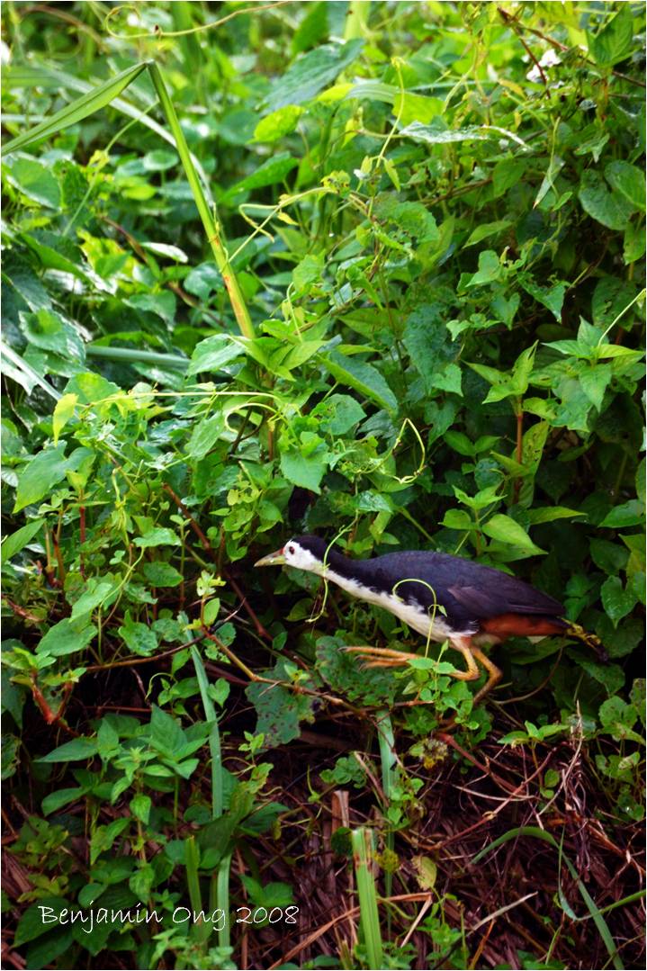 [02+waterhen+on+vines+(b).jpg]