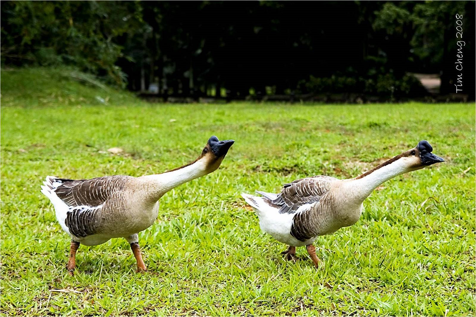 [park+-+geese+(labelled).jpg]