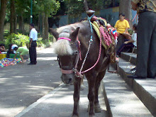 Carreras de Ponys