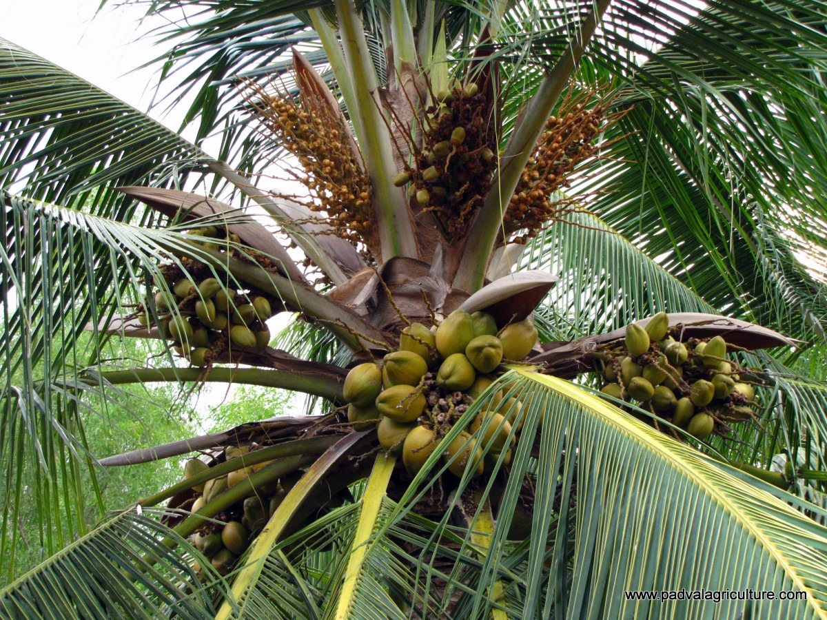 PADVAL AGRICULTURE AND FARM ENTERPRISES Plantation and Fruit Crops