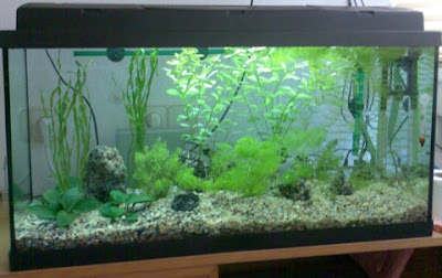 peceras de agua salada precios acuario moby dick peces agua dulce y marinos peceras de agua salada precios acuario moby dick peces agua dulce y marinos