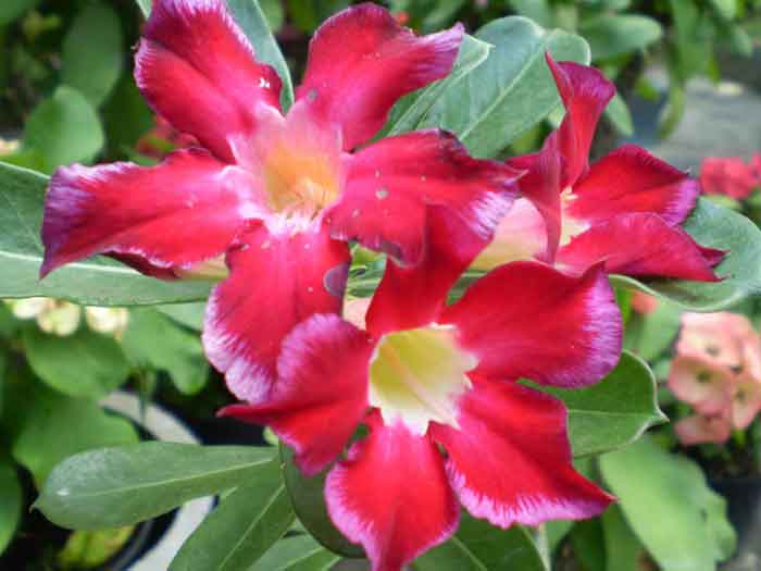 Hijau Lestari Kamboja Jepang Adenium Obesum Hijau Lestari Kamboja Jepang Adenium Obesum