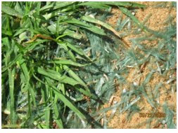 Manejo de Canchas de Futbol