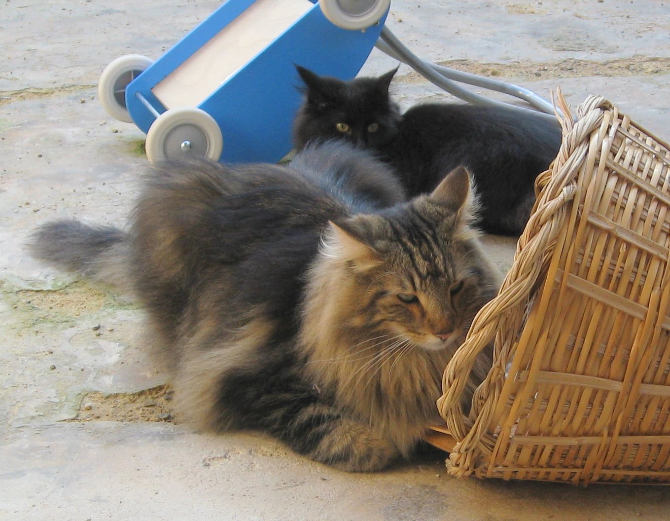 [IMG_0471.JPG]