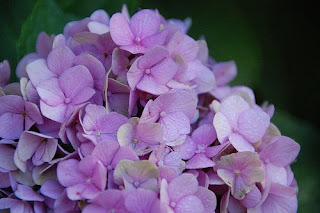 autumn hyrdrangea in pinks and lavenders and blues | simple pretty