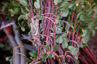 christmas greens | simple pretty