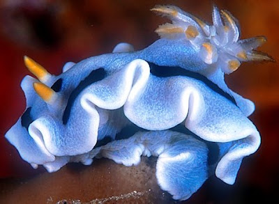 Marine Slugs