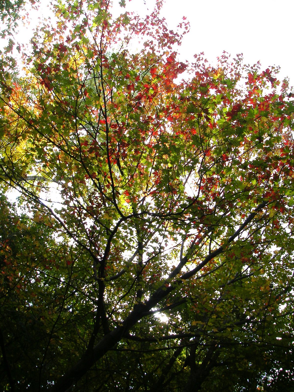 [octobre+091.JPG]