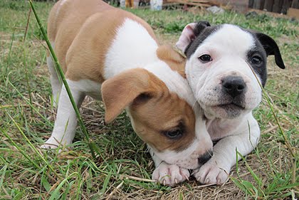 The Story Of Ferdinand The Bull...