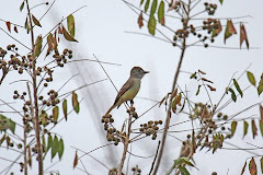 Myiarchus yucatanensis