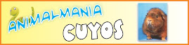 cuyos animalmania